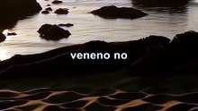 Arraia-Venomosa vs Peixe-Pedra Quem é o Mais Letal do Mar
