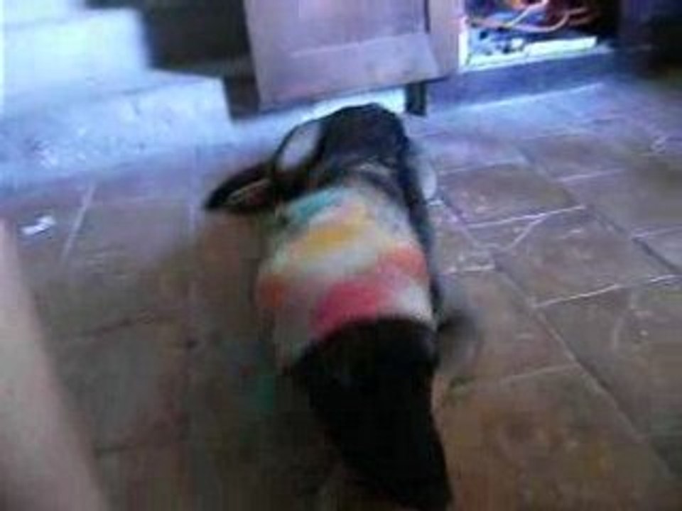 Diosko chien de cirque