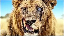 Scarfface  the king 👑 of lion Danger ⚡