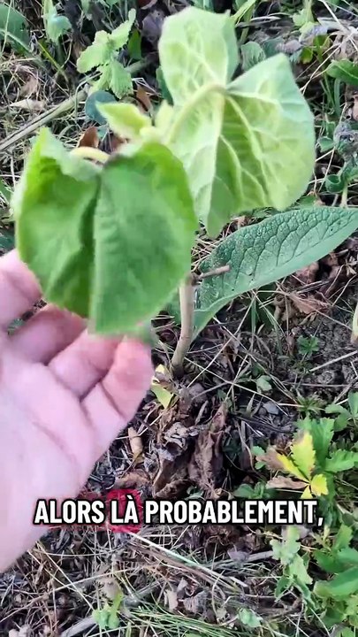 L'arbre qui pousse le plus vite au monde... #po...
