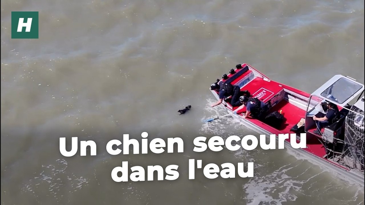 En Californie, ce petit chien a été sauvé des eaux deux semaines après sa disparition