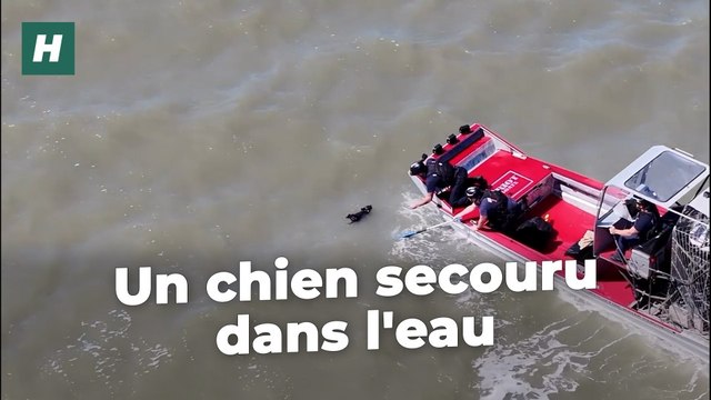 En Californie, ce petit chien a été sauvé des eaux deux semaines après sa disparition