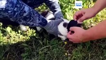 В Нижнем Новгороде задержан кот-наркокурьер