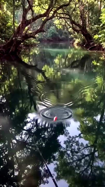 fishing fish in the river