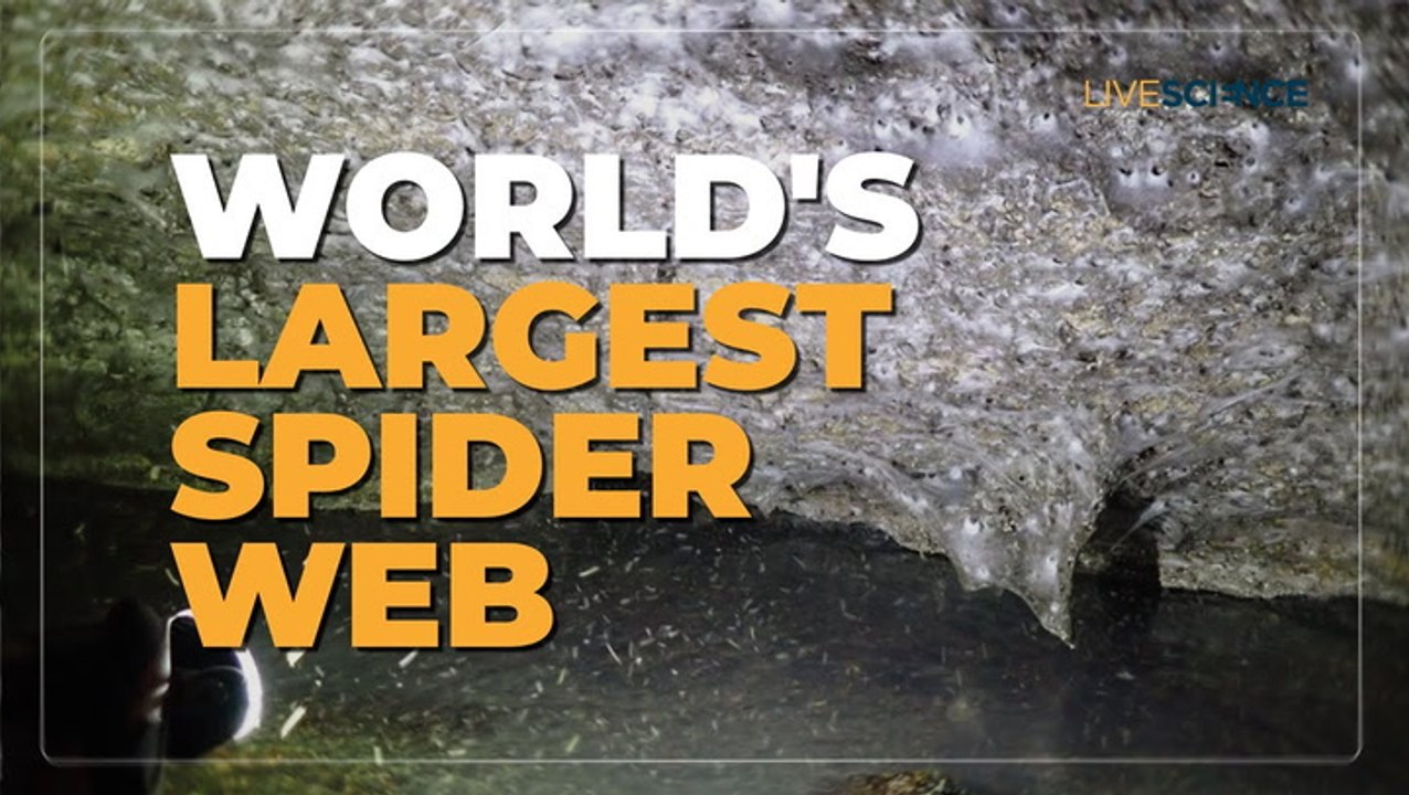 World's biggest spiderweb discovered inside 'Sulfur Cave'