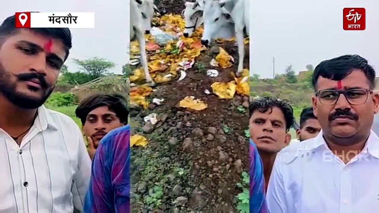 मंदसौर में दूषित भोजन खाने से 10 से अधिक गायों की मौत, 8 की हालत गंभीर