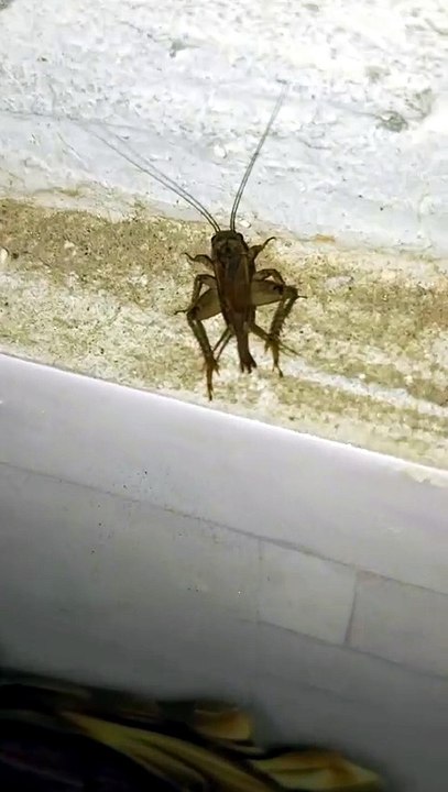 Cricket 🦗 Facts