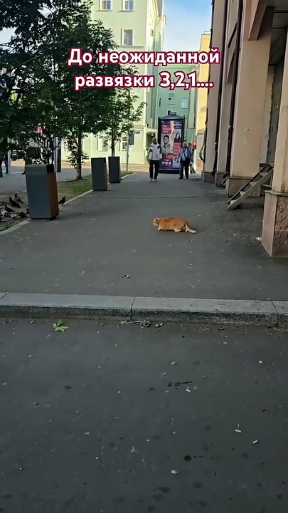 Хищники на улицах Москвы! Будьте осторожны ⚠️ #...