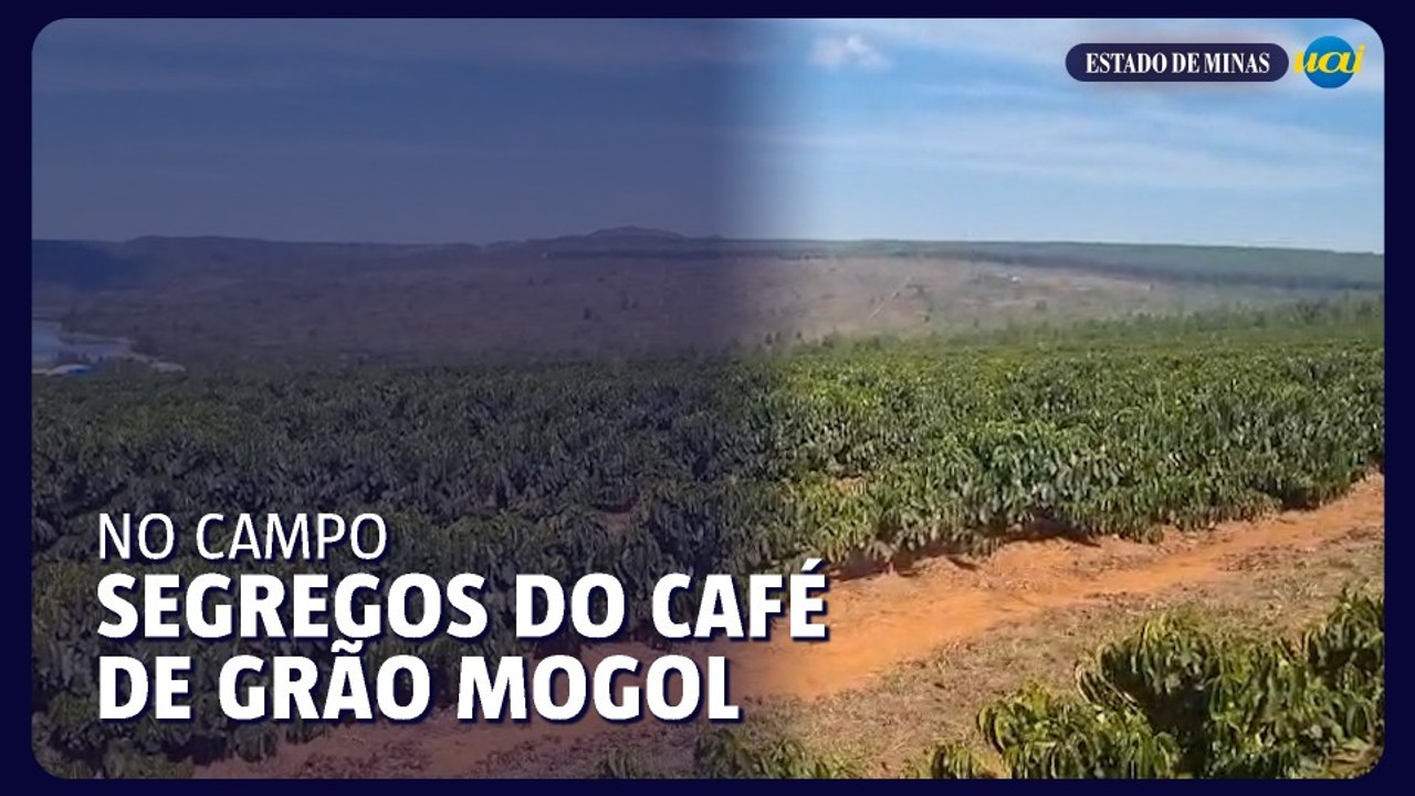 Os segredos da produção de café em Grão Mogol e região