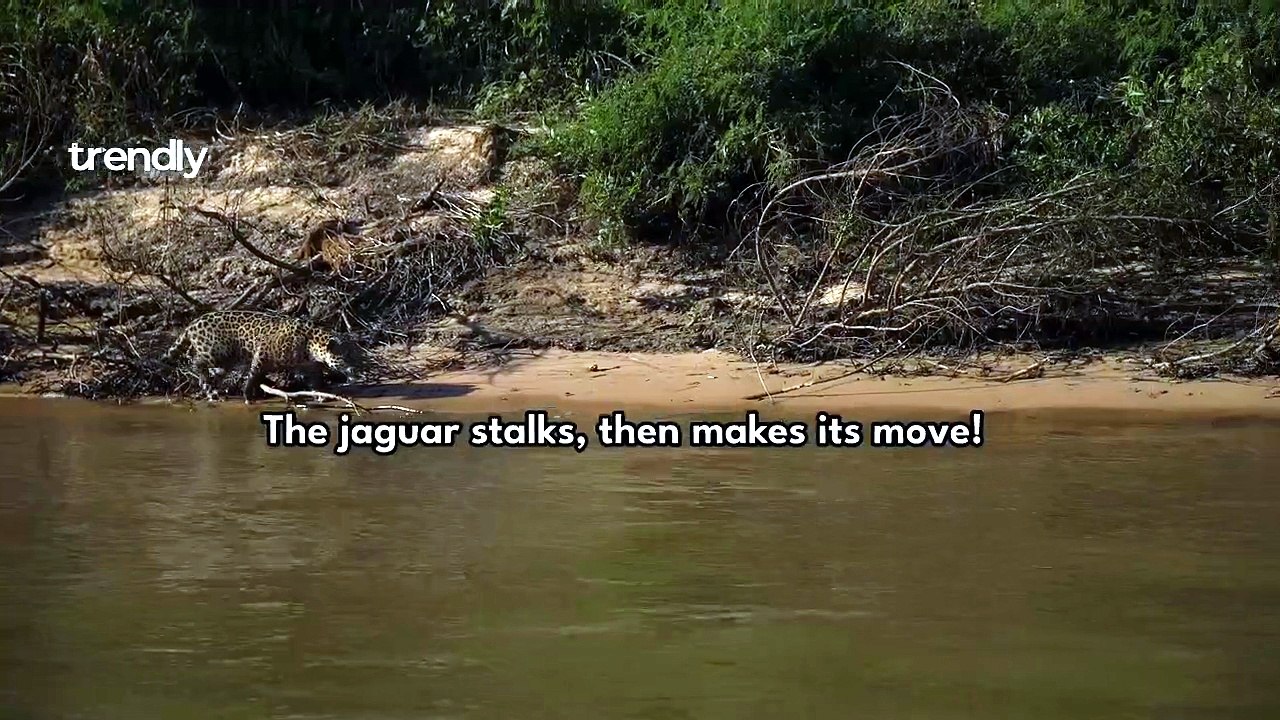 Stunning Footage of Jaguar Preying on Caiman Revealed