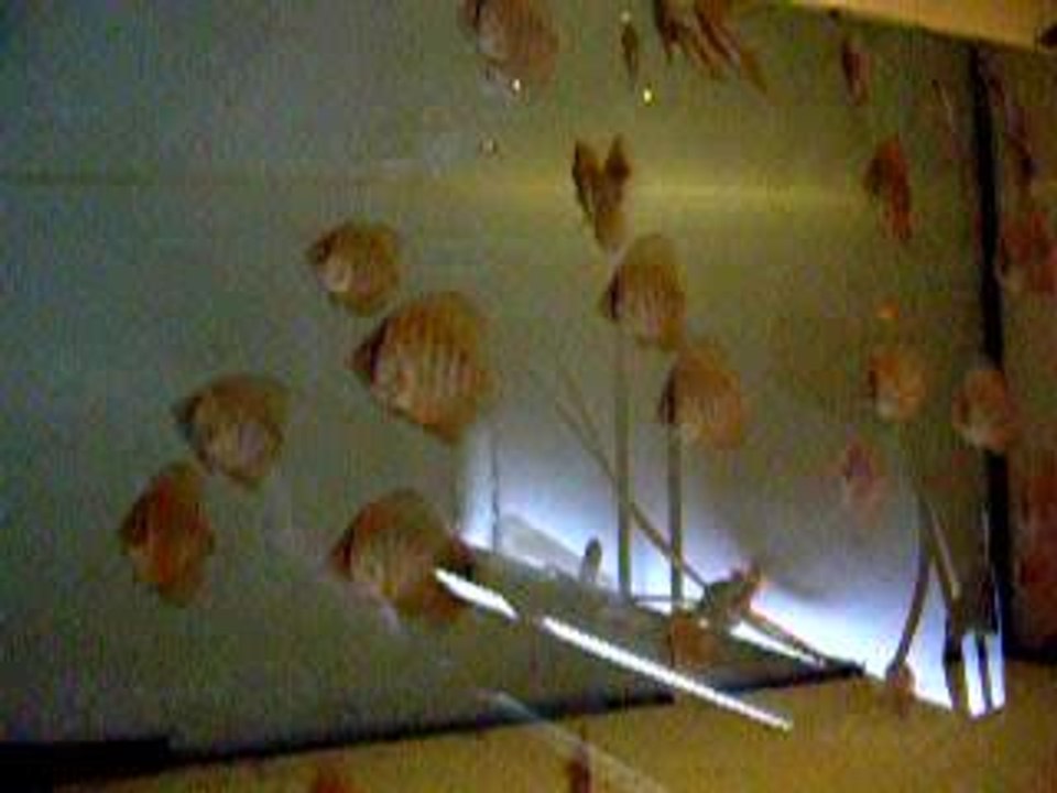 vidéo discus