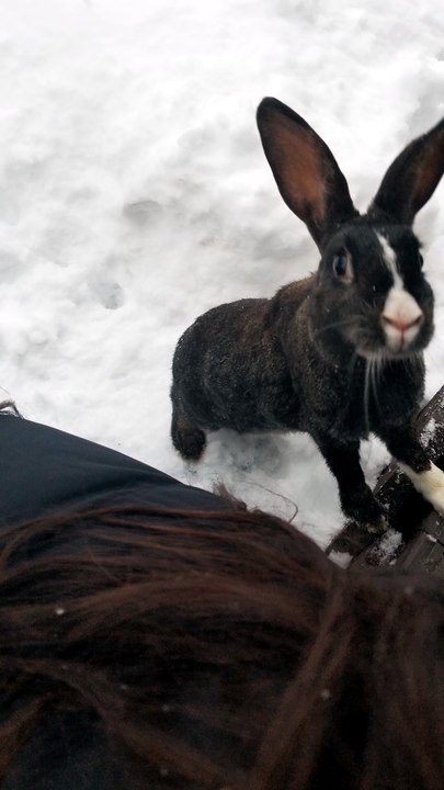 Beating the heat by remembering frozen void floof greetings. | #SparklegleamFarm #Bunny #homestead #rabbit #farmanimals #cute
