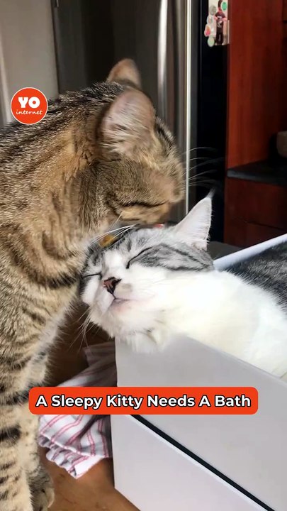 Affectionate Cat Provides Bedtime Grooming to His Sibling