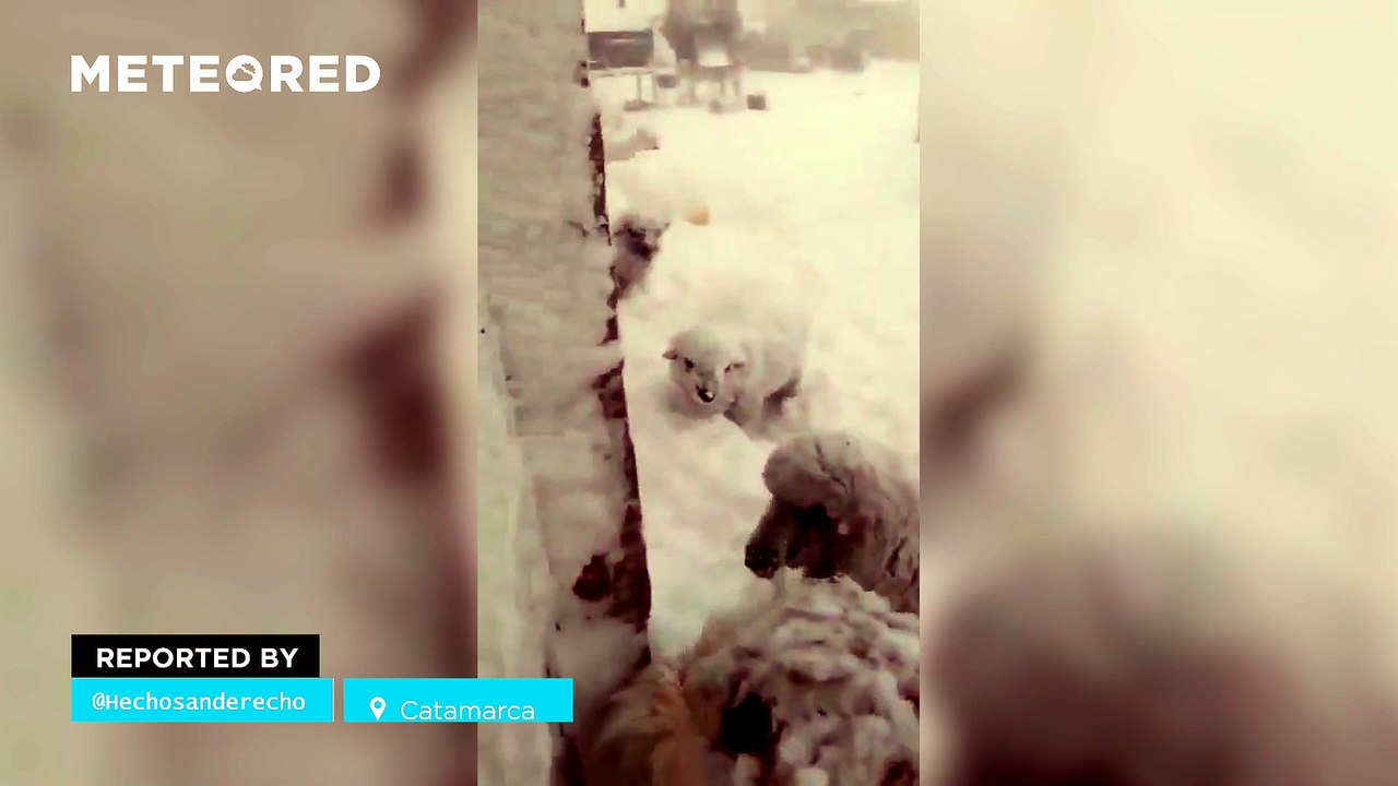 Extreme blizzard: Vehicles trapped as Catamarca, Argentina, is buried under the snow
