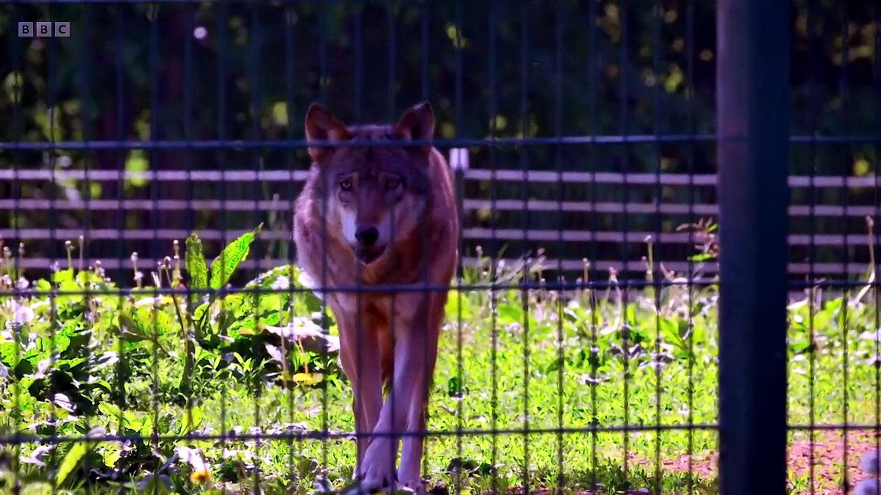 Animal Park S26E09
