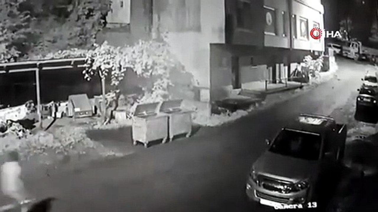 Anne Ayı Dehşet Saçtı