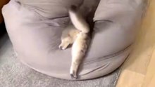 Funny Cat Goes Crazy with a Tiger Rug | Cute & Hilarious Cat Moments 😹