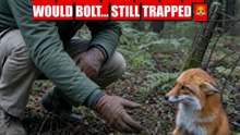 One Wrong Move... and the Fox Was Gone 🦊