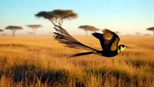 Long-tailed paradise whydah male dragging his 40cm tail through African grassland
