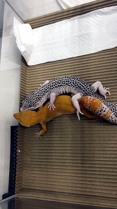 House Gecko Lizard Hunting insect 🦎🦗 #reptile #shorts