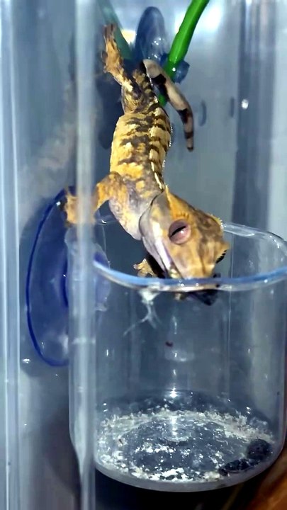 House Gecko Lizard Hunting insect 🦎🦗 #reptile #shorts