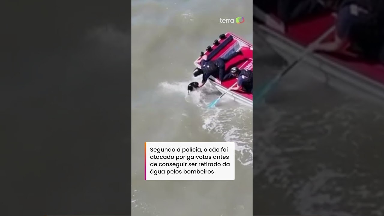 Cachorro desaparecido é resgatado após ser encontrado nadando na Baía de São Francisco #shorts