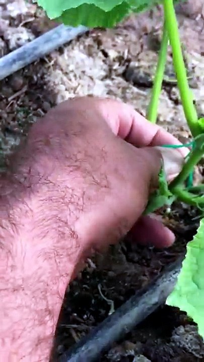 What precautions should be taken when tying a hanging string to a cucumber?