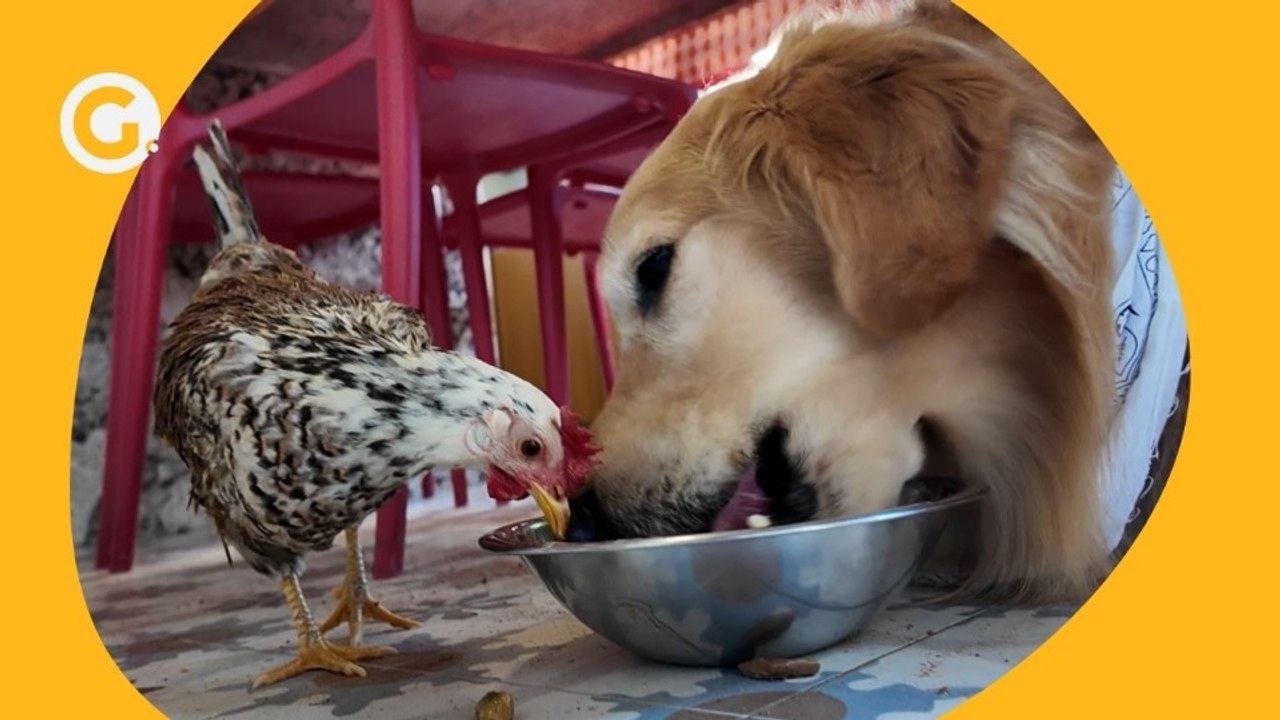 Cachorro e galinha garnizé viralizam por amizade inusitada no ES