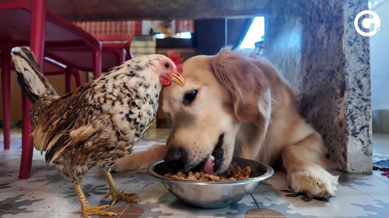 Cachorro e galinha garnizé viralizam por amizade inusitada no ES