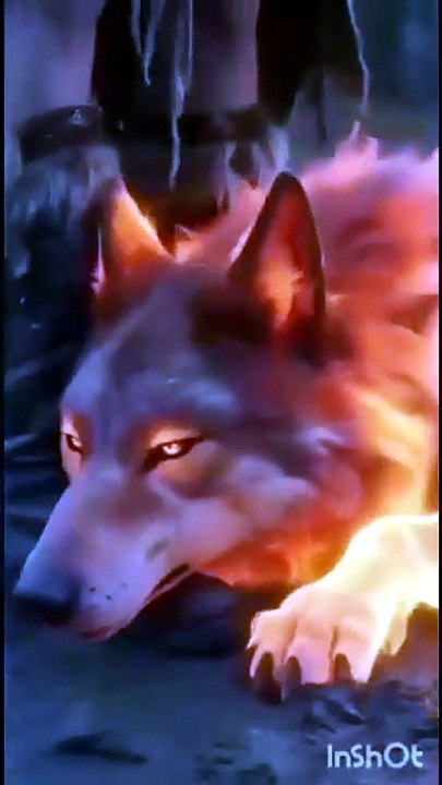 The Lycan Queen Will Rise HD Watch Till The End | Full Short Drama | English Sub 2026 [Full Movie]
