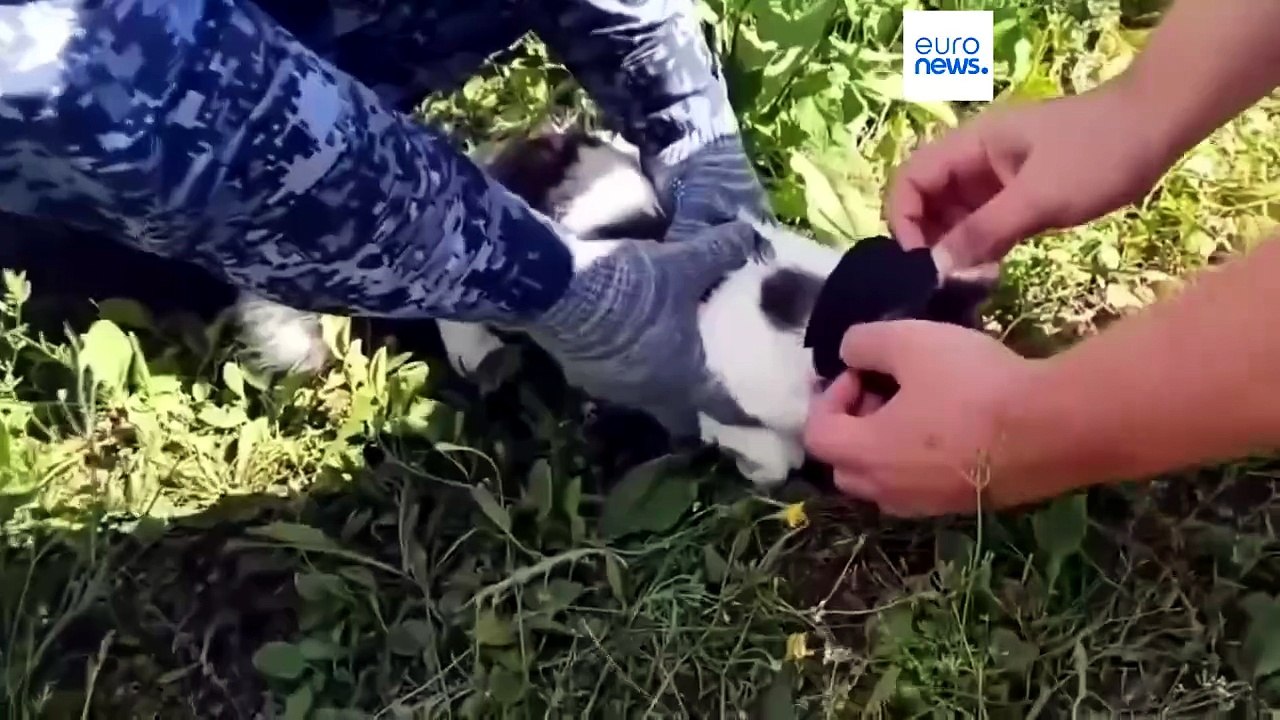 Gefasst: Kater sollte Drogen in russische Strafkolonie schmuggeln