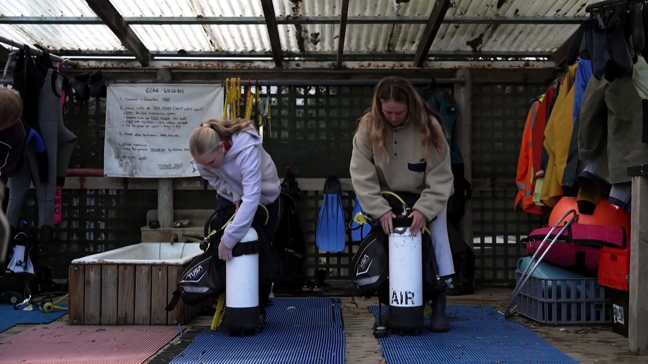 Underwater gardening helping to restore Tasmania’s lost kelp forests