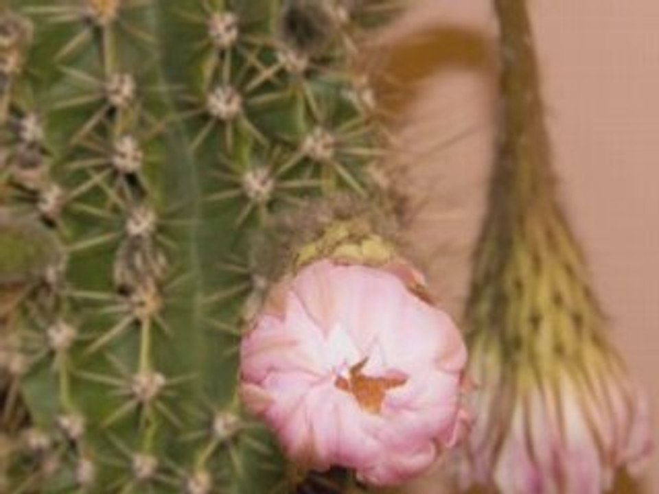 Cactus Flowers 2008