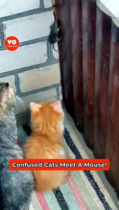 Befuddled Cats Stunned by Their Captured Mouse