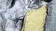 Cada Gato Com A Sua Mania! 🐱 Sapeca, Encrenqueiro e Muito Mais!