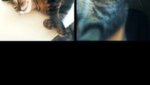 1000232283ensaio fotográfico mais fofo que você vai ver hoje! 📸🐱 | Ritmado