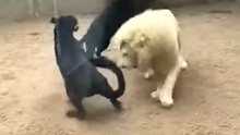 Albino Lion Faces Off Against Black Panthers in Enclosure #viral #wildlife #wild #animals #leopard