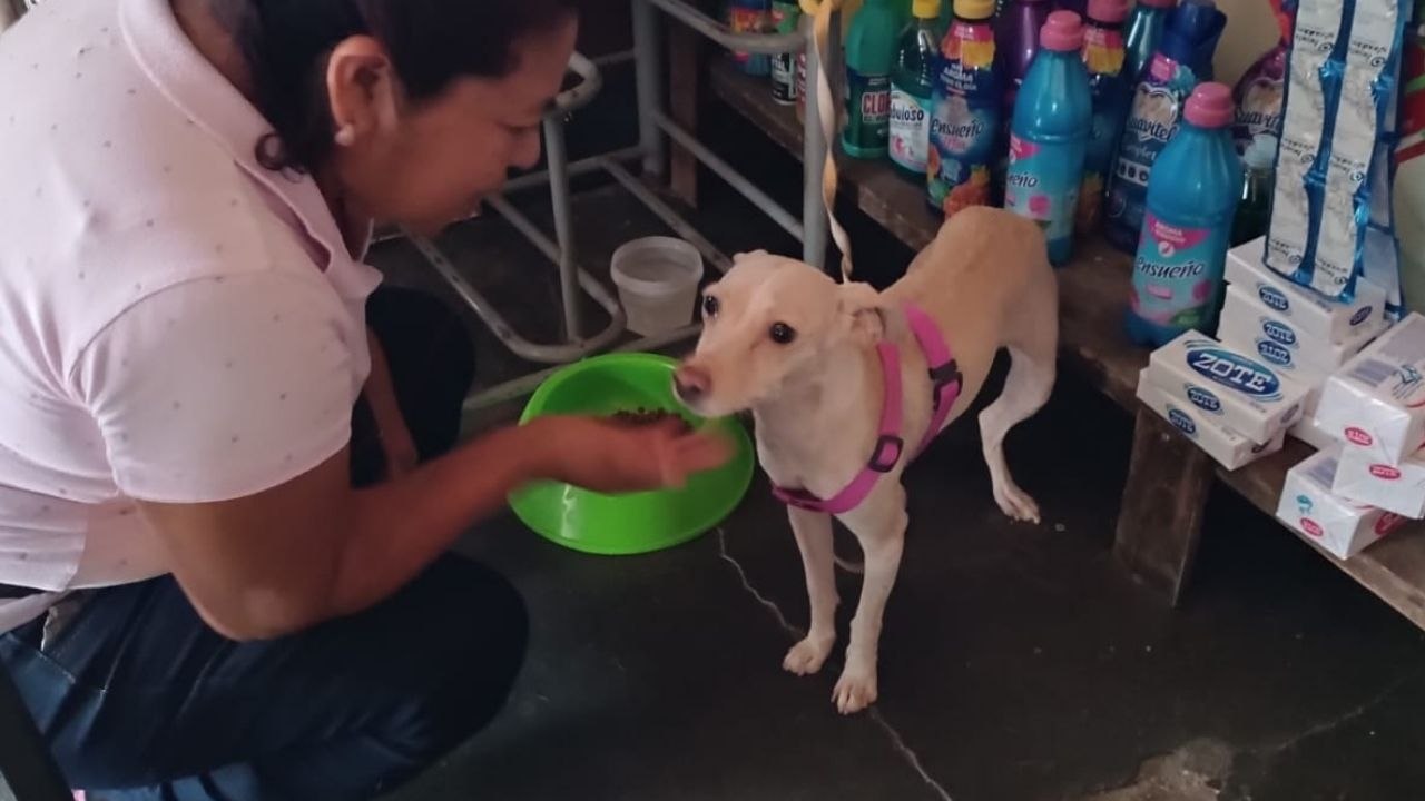 | Aumenta crueldad contra perros en Chiapas; rescatistas denuncian falta de acción de las autoridades