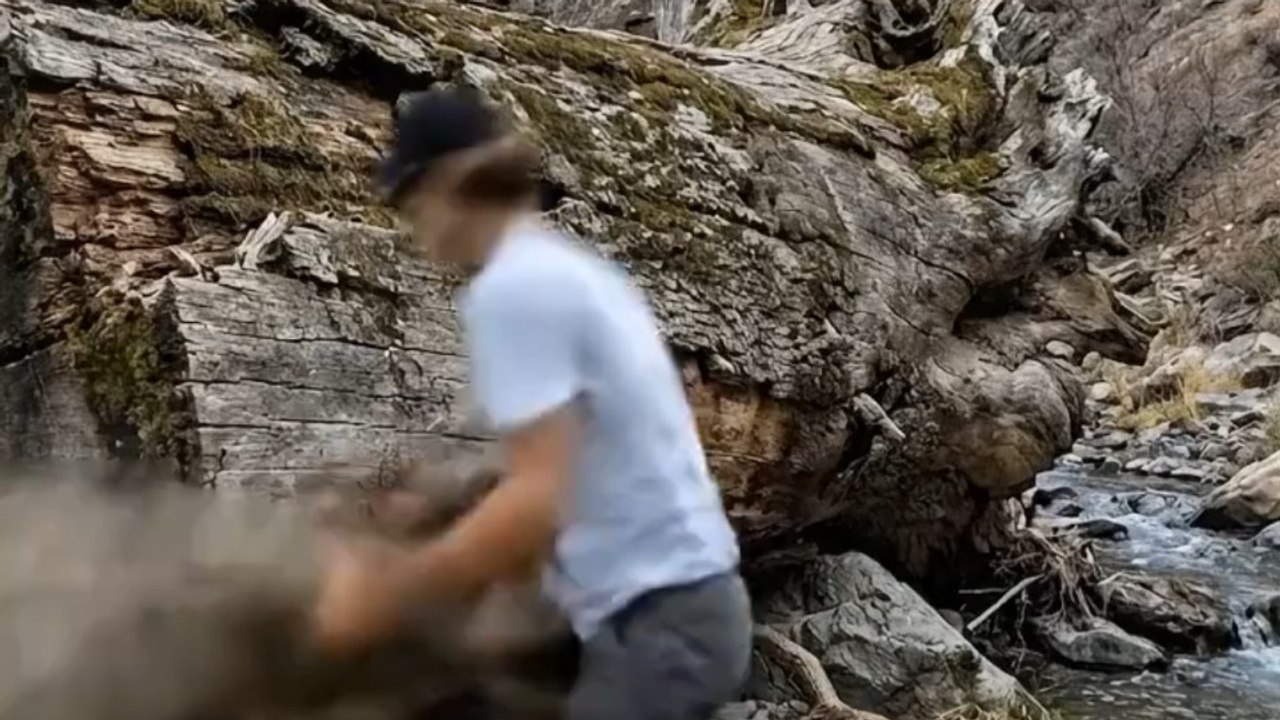 Giant Fallen Tree Shelter: ai video-From Hollow Log to Cozy Cabin#built