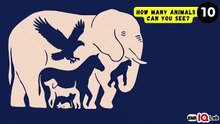 #DoNotScroll 😒 How Many Animals Can You See? (Part 2) 🐾