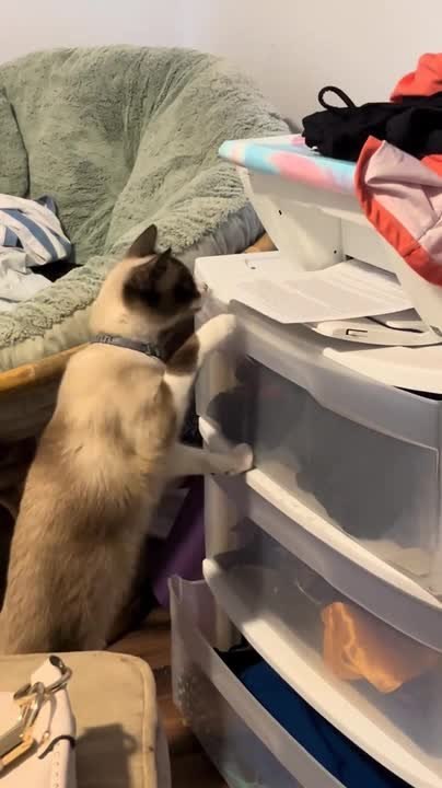 Cat Gets Startled By Printer