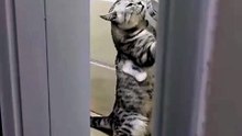 😹 Funny Cat Compilation 2026 – Non Stop Laughter Guaranteed  38