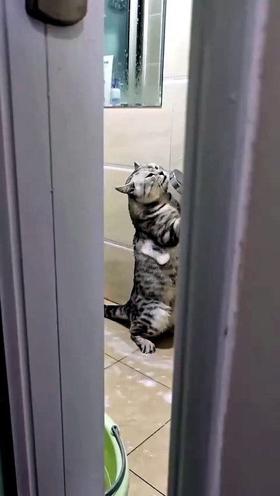 😹 Funny Cat Compilation 2026 – Non Stop Laughter Guaranteed  38
