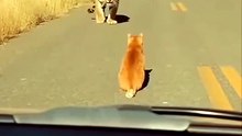 😹 Funny Cat Compilation 2026 – Non Stop Laughter Guaranteed  37