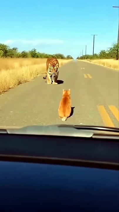 😹 Funny Cat Compilation 2026 – Non Stop Laughter Guaranteed  37