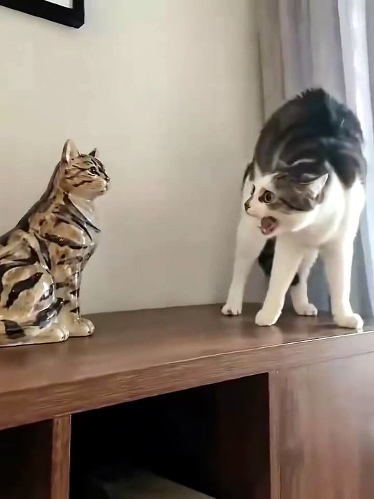 Reposted from the internet: 🐯Who are you?! 🤬🤬🤬