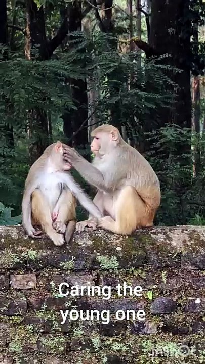 Monkey business