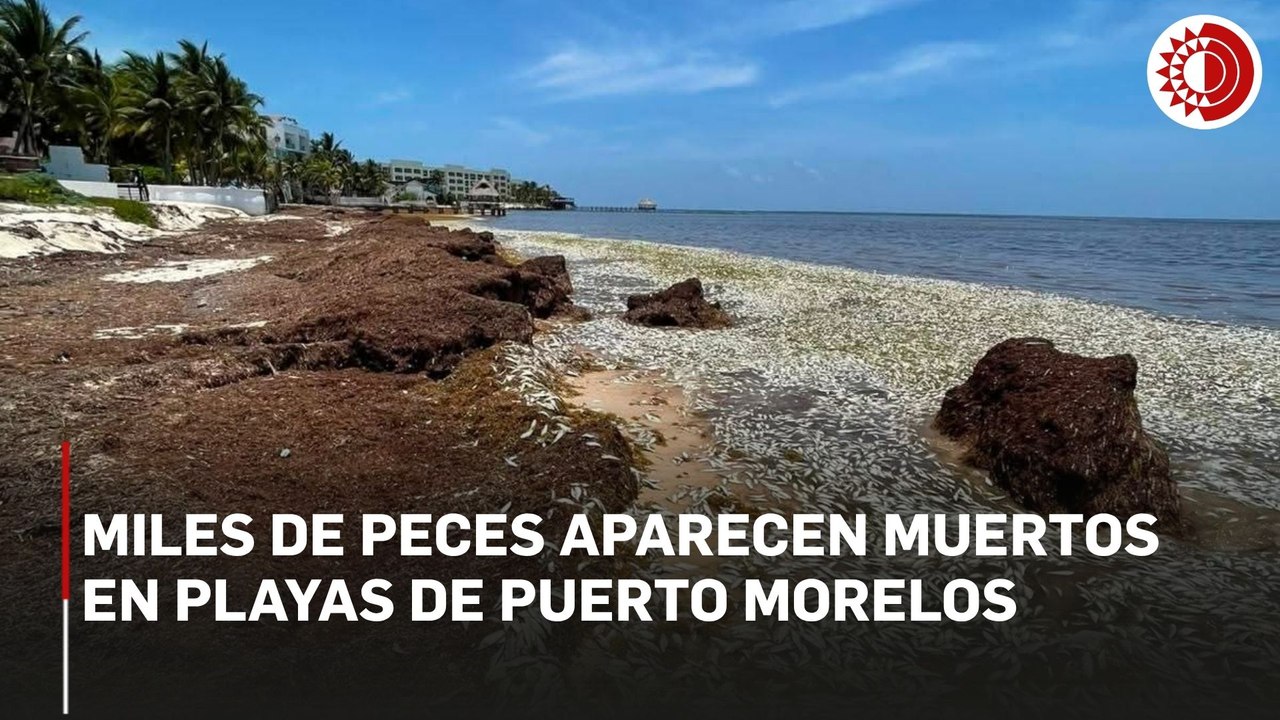 Hallan miles de peces muertos en Puerto Morelos; investigan posible relación con el sargazo