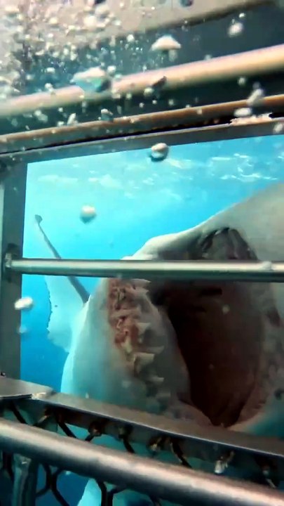 Sharks: nature’s reminder that strength comes i...