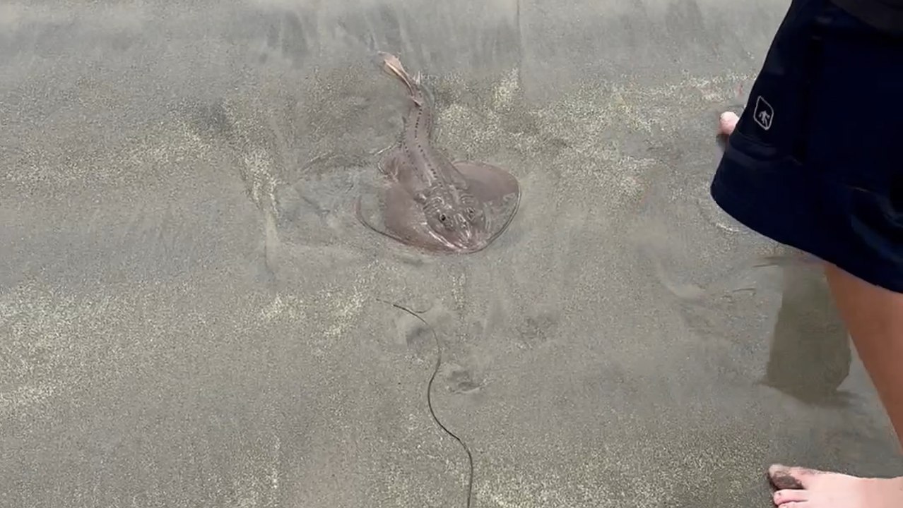 Heartwarming Rescue: Man Saves Stranded Stingray from Muddy Shore
